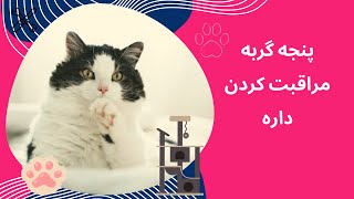 مراقبت از پنجه های گربه cats claw