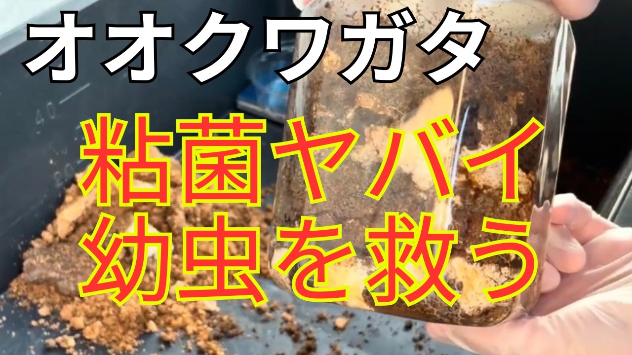 【オオクワガタ】粘菌が生えた菌糸瓶を交換！幼虫は無事か