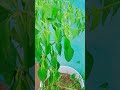Chilly plants in my terrace... பச்சை மிளகாய் செடியை பாருங்க 🌱☘️☘️🌿