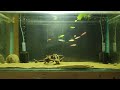 Cleanest Zebra Danio Tank Setup! 🐠✨ #shorts #aquarium