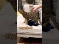 飼い猫のち○ちんに喜ぶ飼い主 #shorts
