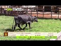 Tu vitrina ganadera- TvAgro por Juan Gonzalo Angel