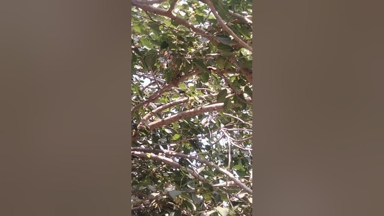 सफेद तूत कैसा होता है। सफेद सहतूत का पौधा कैसा होता है।white sahtut