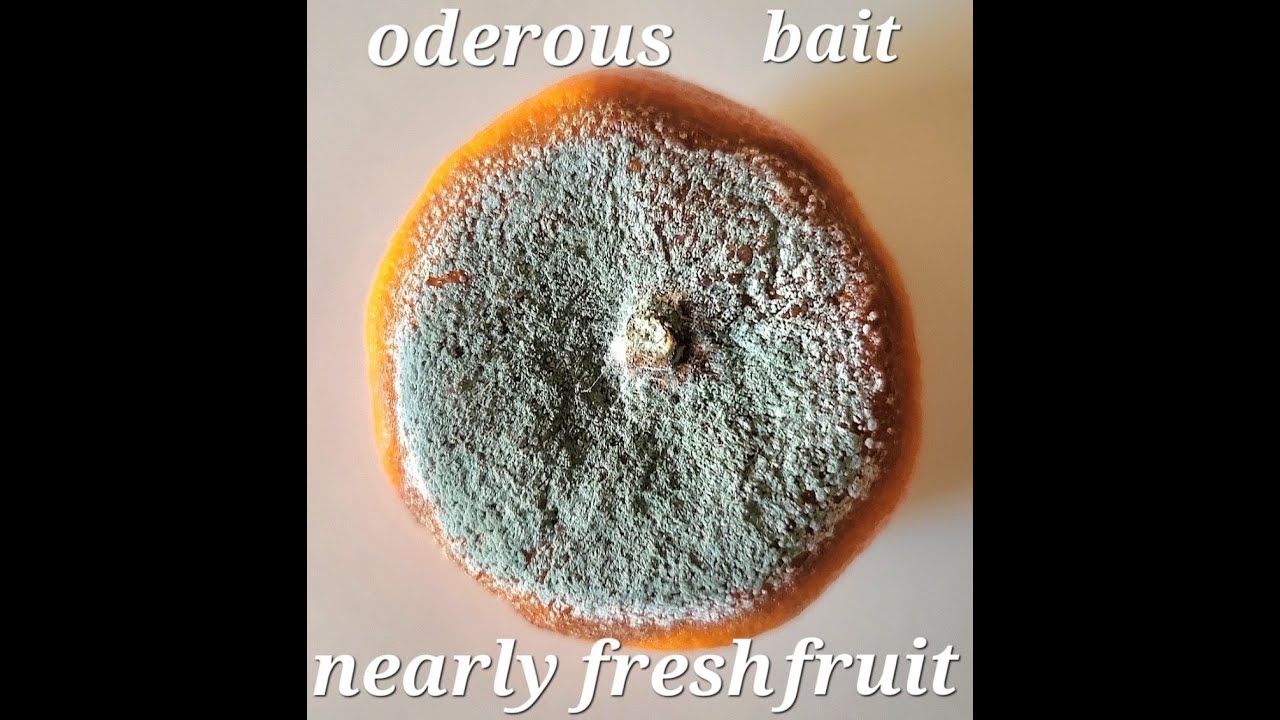Oderous Bait - Nearly Fresh Fruit