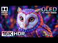 Premium+ 16K HDR Dolby Vision OLED Test | Ultra HD Nature Demo 120FPS for 4K/8K TVs