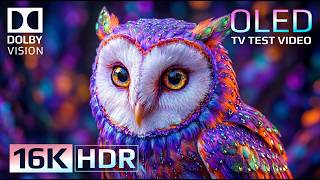 Premium+ 16K HDR Dolby Vision OLED Test | Ultra HD Nature Demo 120FPS for 4K/8K TVs