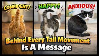 How to Read Your Cat’s Tail Language🐱Signs of Happiness, Anger & Fear
