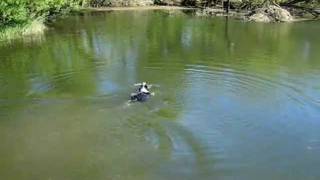 Border collie fetches a stick out of the water (3/3)