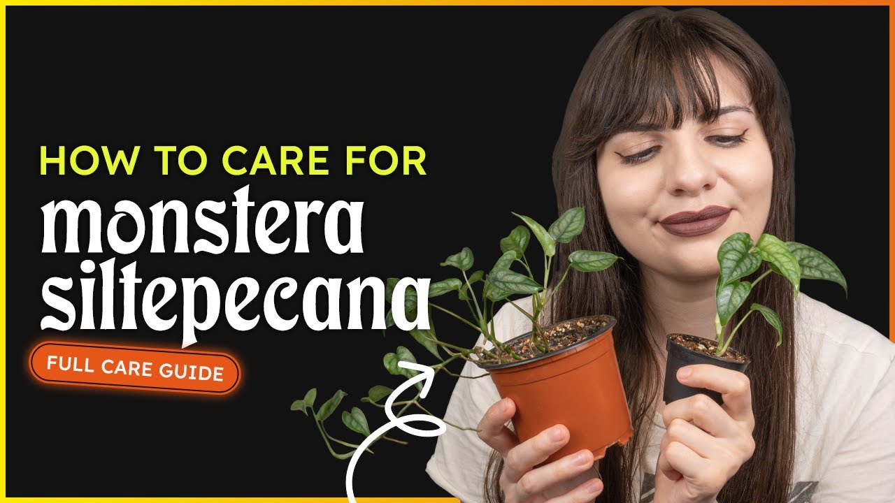 Monstera Siltepecana Care (Silver Monstera) 