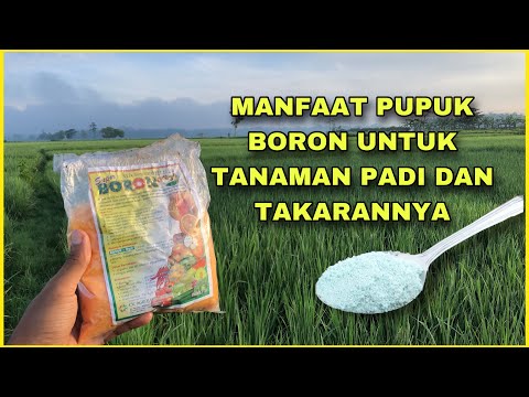 Manfaat Pupuk Boron