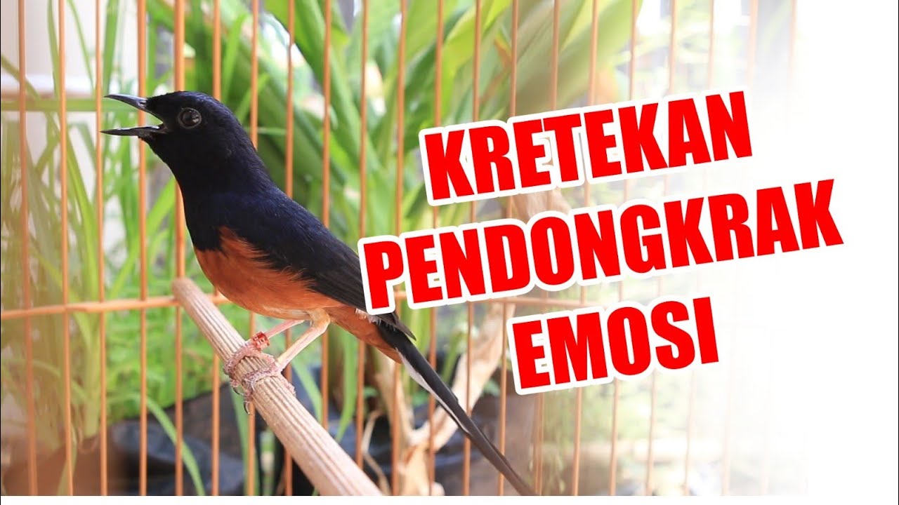 KRETEKAN MURAIBATU MEMANCING EMOSI !!!!