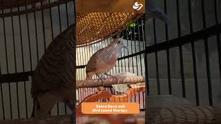 Zebra Dove call Tropical bird sounds  #birds #birdsounds #birdsong #birdsoundscape #birdssinging screenshot 5