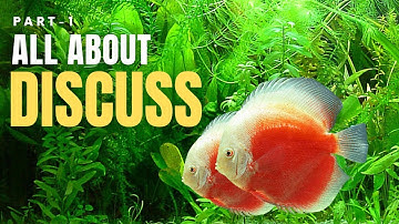Everything You Need to Know About Discus Fish: A Comprehensive Guide | Part -1