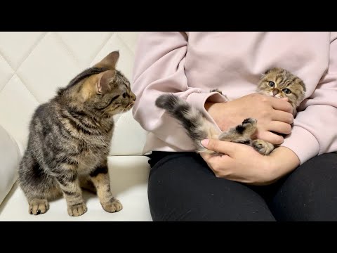 先住猫を放置して新入り子猫を可愛がってたら嫉妬してこうなりましたw