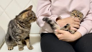 先住猫を放置して新入り子猫を可愛がってたら嫉妬してこうなりましたw