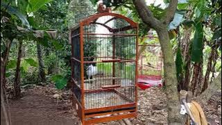 jalak suren gacor dan kaki deker tebal mantap