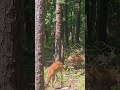 #Buck