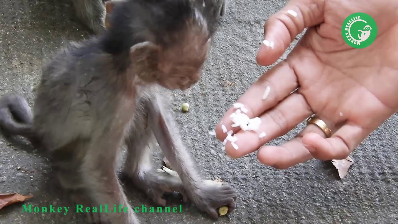 Remind!!! Heidi So Hungry, Learn to Eat Rice| Missing Heidi