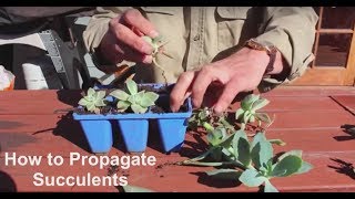 How to Propagate Succulents
Succulents are one of the easiest plants that you are likely to try to grow, whether you want to grow them indoors or outdoors. Steve walks us through the steps of propagating succulents so you can enjoy many plants for years to come.
HOW CAN YOU SUPPORT US?
▀▀▀▀▀▀▀▀▀▀▀▀▀▀▀▀▀▀▀▀▀▀▀▀▀▀
This is how we make our living and it would be a pleasure if you support us!
Get our Merchandise from https://bit.ly/3dFQxHV
iCULTIVATE ONLINE COMMUNITY
▀▀▀▀▀▀▀▀▀▀▀▀▀▀▀▀▀▀▀▀▀▀▀▀▀▀
Website: https://icultivate.net
DISCUSSIONS & SOCIAL MEDIA
▀▀▀▀▀▀▀▀▀▀▀▀▀▀▀▀▀▀▀▀▀▀▀▀▀▀
Facebook Group: https://bit.ly/2Nzu0BU
Facebook Page: https://www.facebook.com/ICultivation
Instagram: https://www.instagram.com/icultivate
Twitter: https://twitter.com/icultivation
Reddit: https://www.reddit.com/user/iCultivate
Newsletter: https://bit.ly/3g2dt5O
PODCAST
▀▀▀▀▀▀▀▀▀▀▀▀▀▀▀▀▀▀▀▀▀▀▀▀▀▀
Podcast: https://icultivate.podbean.com/ How to Propagate Succulents