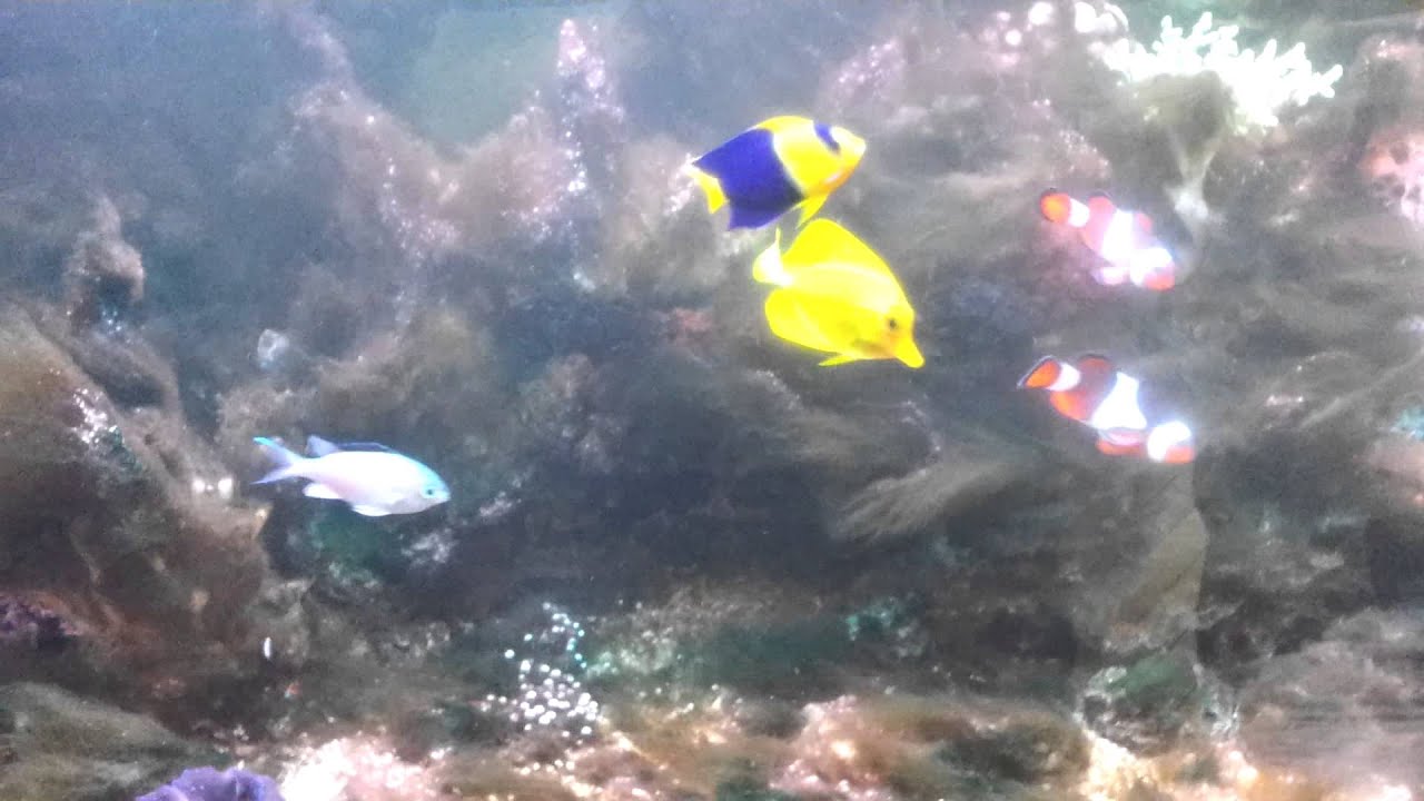 saltwater corals for sale Saltwater tankfalls apart