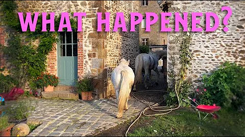 What Happened To Queenie The Chateau Horse?!!