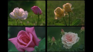 84083 Roses by Diane Rose Therrien SSTV PD120