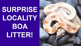 SURPRISE Locality Boa Constrictor Litter and 2023 Boa Breeding Update!