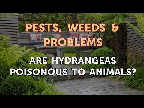 Are Hydrangeas Poisonous to Animals?