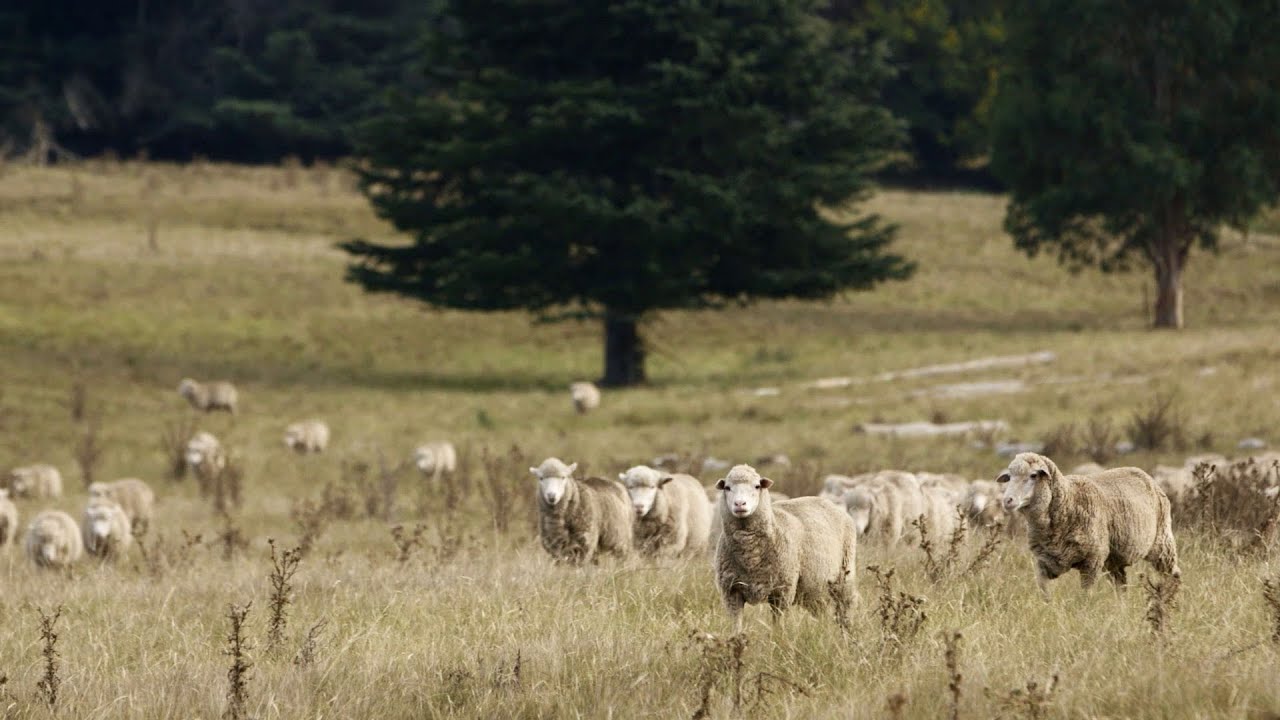 Совместная борьба с дикими собаками — расширенная версия