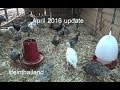 April 2016 Homestead Update, Ducks, Quail, Fish,Turkeys, Chickens, And goats.