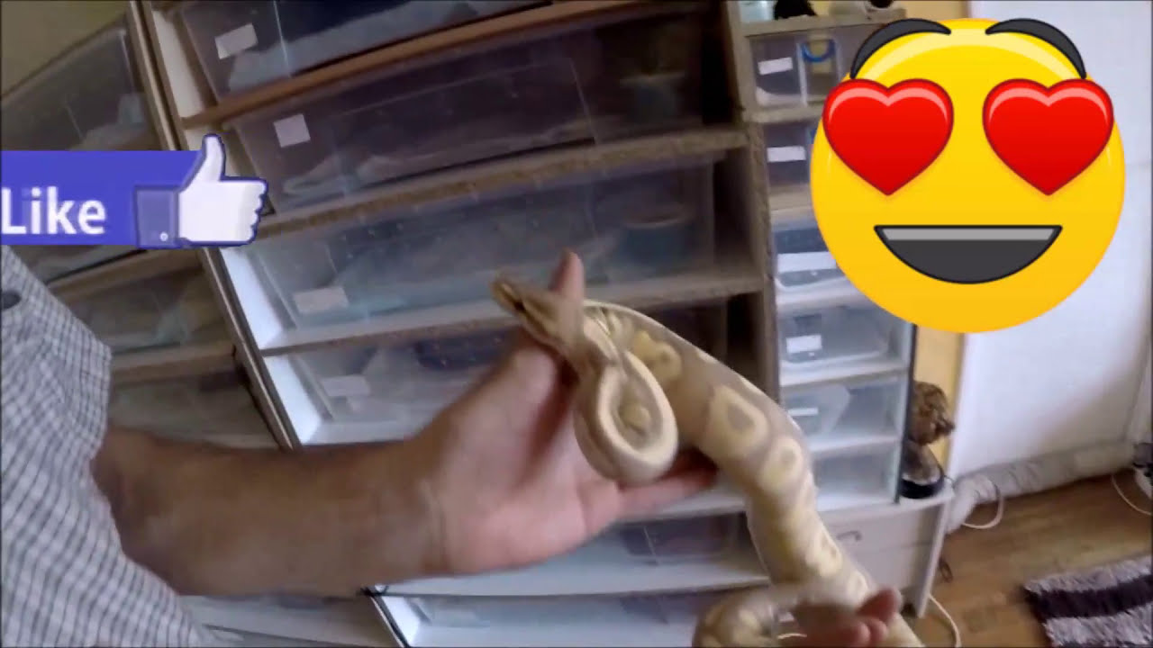 VISITE CHEZ UN ÉLEVEUR DE SERPENTS