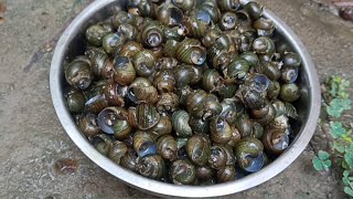 ছোট শামুক বা গুগলির আজকের রান্না | snail cooking recipe | gugli recipe bengali | snails curry
