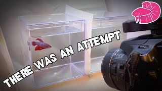 Betta Photography Fail, Microworm Cultures, and Moss Experiment Results! | Daily Vlog Challenge #27