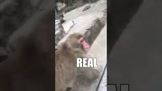 Monkey vs Magic