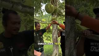 Hujan Adalah Tantangan Buat Para Petani Durian Ketika Fase Generatif bibitdurian petanidurian