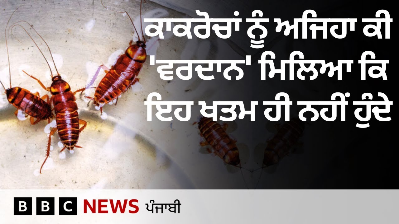 Cockroach ਜੋ ਕਿ ਡਾਇਨਾਸੌਰ ਤੋਂ ਵੀ ਪੁਰਾਣੇ ਹਨ, ਇਹ ਖਤਮ ਹੀ ਨਹੀਂ ਹੁੰਦੇ ?| 𝐁𝐁𝐂 ...