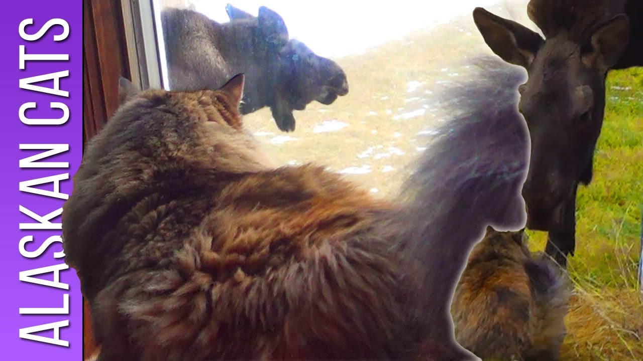 house cat stalking moose Cat and Moose: Stare Down