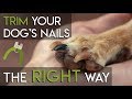 How to Trim Dog Nails - The RIGHT Way