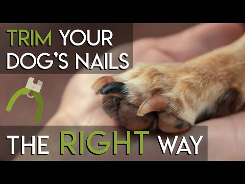 The Correct Way to Trim Dog Nails [Expert Opinion]
