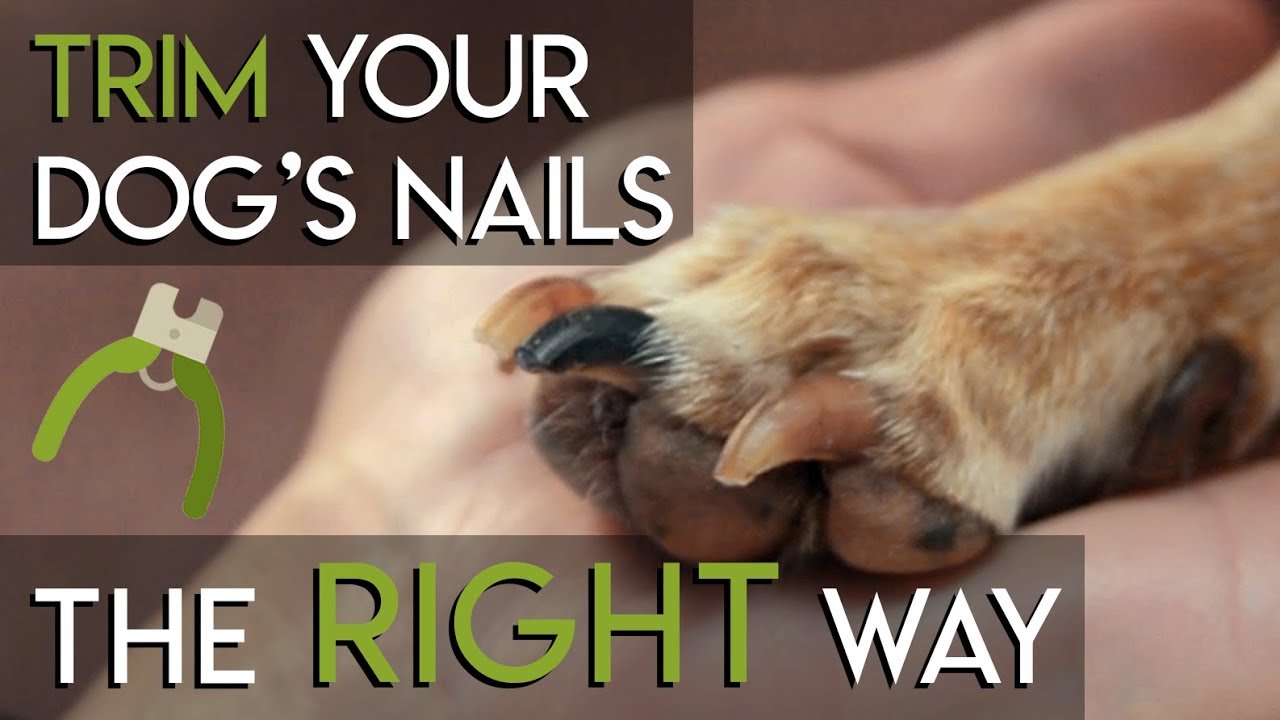 How To Trim Dog Nails The RIGHT Way YouTube