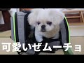 生後5ヶ月の子犬ペキニーズ、初めてのトリミング【ムーチョ】-Pekingese-