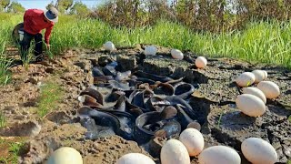 BEST Video unique -A farmer collects duck eggs and catches a lot of fish in his rice fields.