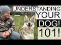 How to correct your dog's bad behavior | Understand your dog useful clues to understand your dog