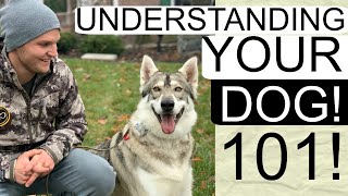 How to correct your dog's bad behavior | Understand your dog useful clues to understand your dog Profile
