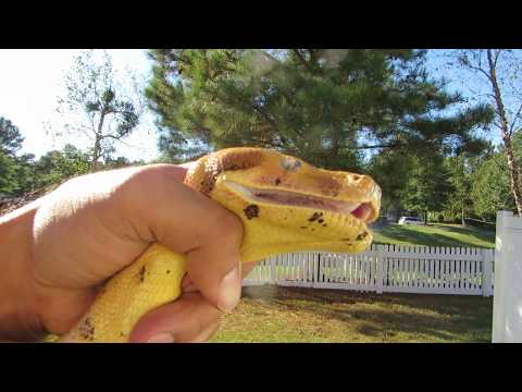 Opening the mouth of a huge boa constrictor snakes| Handling a big snake| red tail boa