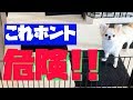 犬用ペットゲートで足の指を骨折しました！【チワワ】