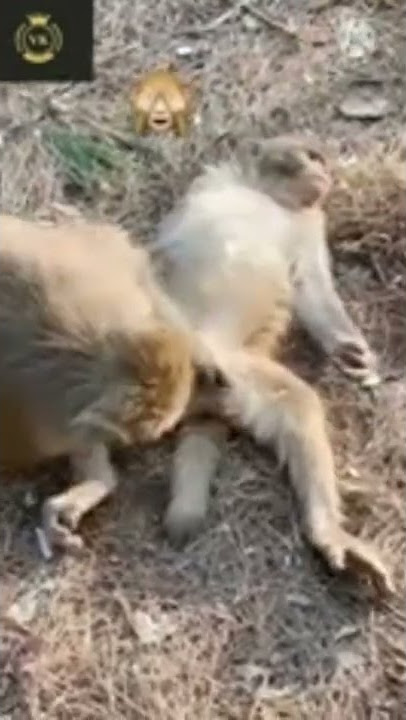 kon jagah la Maris bichhi cg songs Dinesh Patel