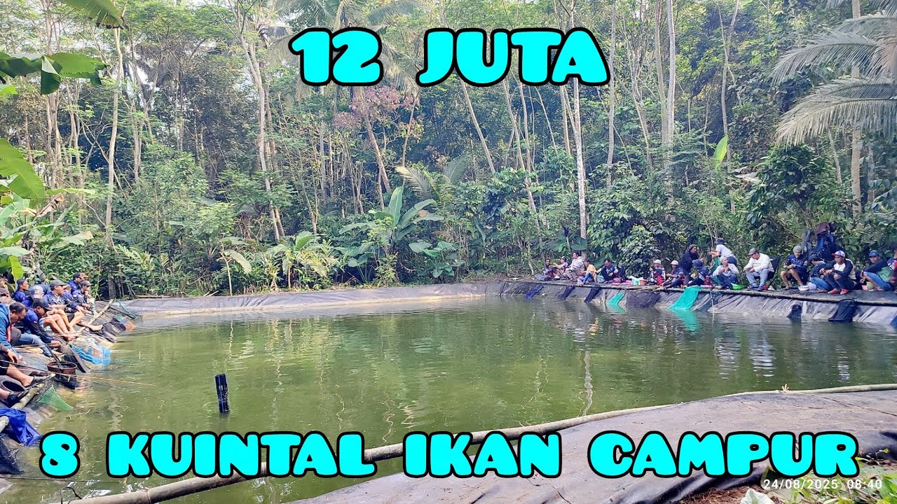 12 JUTA GURAME 100 EKOR+ BAWAL NILA MAS‼️BARENG GFG & KURAWA FISHING BANDUNG & TASIK