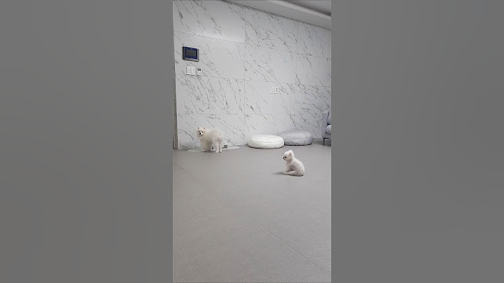 내가 얼마나 간절하게 기다렸는데... #퐁키가 화 난 이유