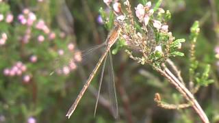 Paedisca Zit Met Vleugels Gespreid, 9 September 2008 1